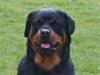 Rottweiler Britannia 