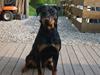 Rottweiler Alanya