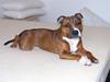 Staffordshire bull terrier Snoop