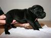 Staffordshire bull terrier Louie