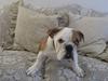 Engelsk bulldog Nanna