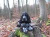 Cocker spaniel Basil [Tidl. hund]