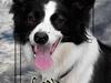 Border collie Luckey [Tidl. hund]