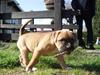 Amerikansk bulldog Fie
