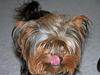 Yorkshire terrier Sofie [ Himmelhund]