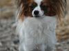 Papillon Azia