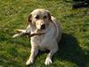 Labrador retriever Tinke Af Frihedsminde.
