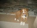 Nova scotia duck tolling retriever Molly