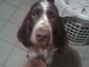 Engelsk springer spaniel sylle