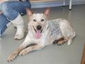Australsk cattledog zuki