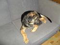 Blanding af racer Enzo R.I.P MIN DRENG