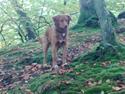 Nova scotia duck tolling retriever Gaia R.I.P 11.11.11