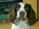 Engelsk springer spaniel Nala