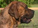 Boerboel TEGLBORG NANDI