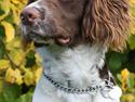 Field Trial spaniel Nougat