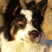 Border collie Taegeuk (Tajgo)