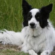 Border collie Taegeuk (Tajgo)