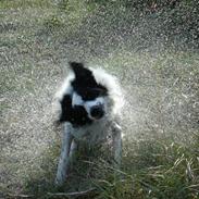 Border collie Taegeuk (Tajgo)