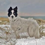 Border collie Taegeuk (Tajgo)