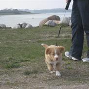 Nova scotia duck tolling retriever Molly