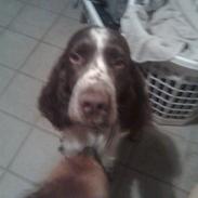 Engelsk springer spaniel sylle