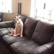 Amerikansk bulldog mille