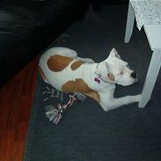 Amerikansk bulldog mille