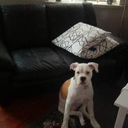 Amerikansk bulldog mille