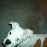 Amerikansk bulldog mille