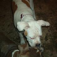 Amerikansk bulldog mille