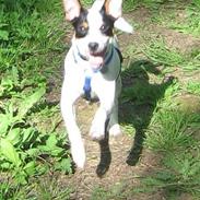 Dansk svensk gaardhund Mikey