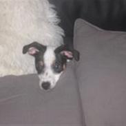 Dansk svensk gaardhund Mikey