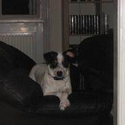 Dansk svensk gaardhund Mikey