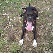 Staffordshire bull terrier **Gaia**
