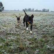 Staffordshire bull terrier **Gaia**