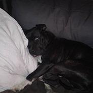 Staffordshire bull terrier **Gaia**