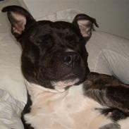 Staffordshire bull terrier **Gaia**