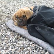 Dogue de bordeaux Bob