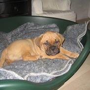 Dogue de bordeaux Bob