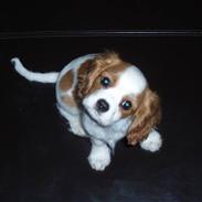 Cavalier king charles spaniel Fyrhøj Aiva