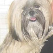 Lhasa apso Celine