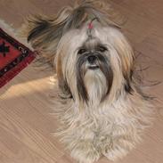 Lhasa apso Celine