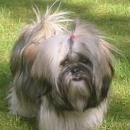 Lhasa apso Celine