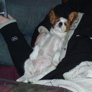 Cavalier king charles spaniel Fyrhøj Aiva