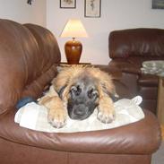 Leonberger Leodania´s Phaona Shewolf