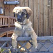 Leonberger Leodania´s Phaona Shewolf