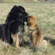 Leonberger Leodania´s Phaona Shewolf