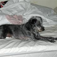 Blanding af racer Molly