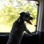 Blanding af racer Molly