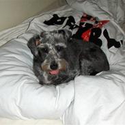 Blanding af racer Molly